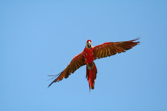 Fototapeta scarlet macaw closing