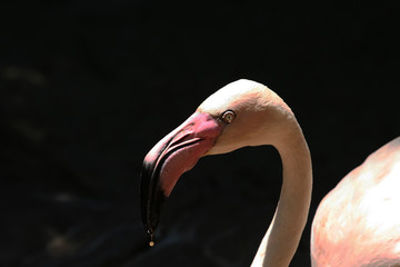flamingo drinking close up