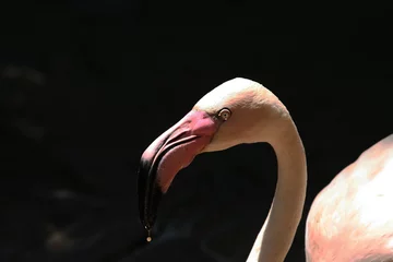 Papier Peint photo Lavable Flamant flamingo drinking close up