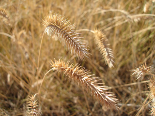 many cereals on a field