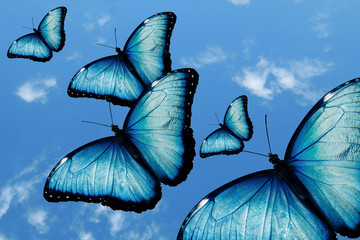 Fototapety  ciel et papillon