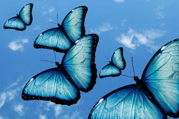 Crédence de cuisine en verre imprimé Papillon ciel et papillon