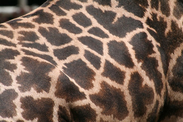 giraffe texture