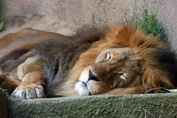 lion sleping
