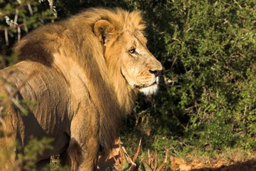 african lion