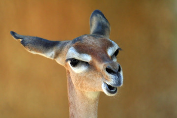 gerenuk yawning © Xavier MARCHANT