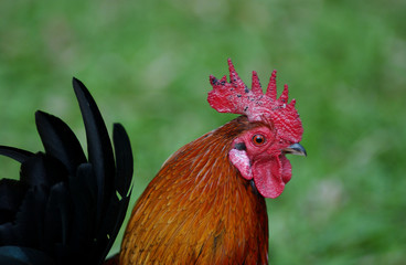 cock 01