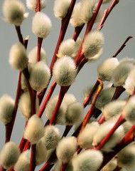 willow catkins © Maria Brzostowska