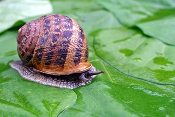 escargot