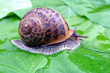 escargot