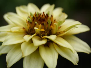 Outdoor-Kissen gelbe Blume, Makro © Rina