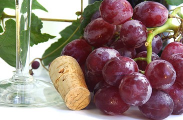 wine grapes