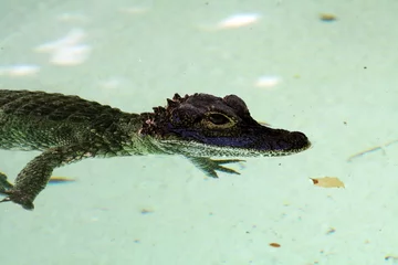 Crédence de cuisine en verre imprimé Crocodile bébé croco
