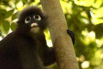 dusky/spectacled langur (presbytis obscurus)