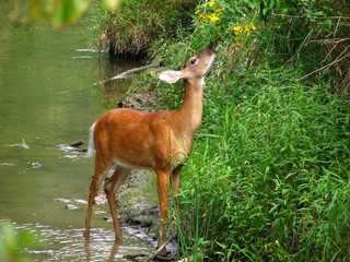 whitetail feeding