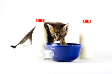 cat in milk