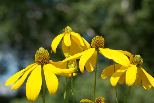Fototapeta rudbeckia nitida 'herbstsonne'