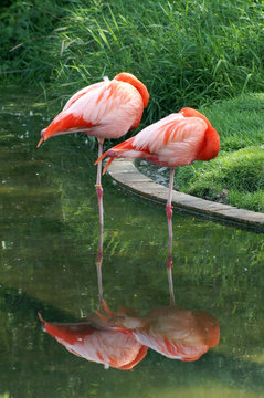 Fototapeta sleeping flamingoes