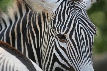 Fototapeta na wymiar zebra close-up