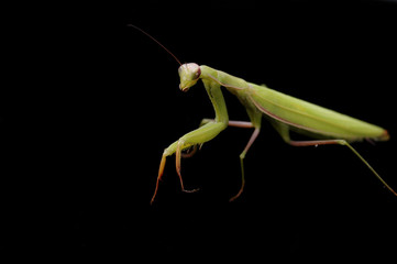 mantis 1