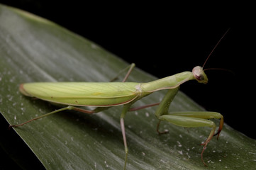 mantis 2