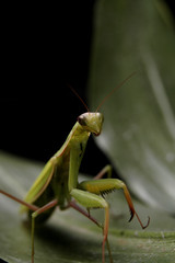 mantis 3