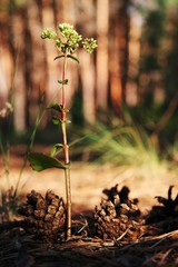 forest flower