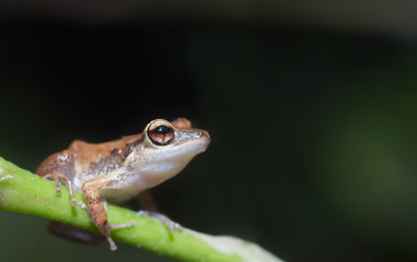 cute frog