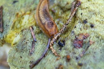 schnecke