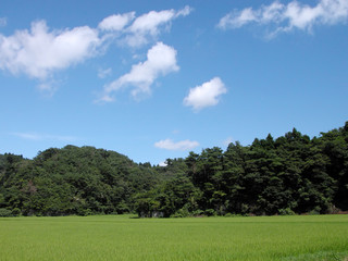 rice field, forest and blue cloudy sky