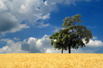 paysage de campagne