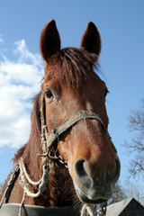 Fototapeta premium workhorse