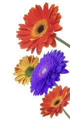 gerbera flowers isolated on white