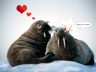 la reproduction douloureuse des morses © Jus2Pom