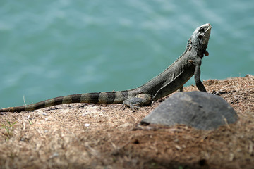 iguane sur l'île royale