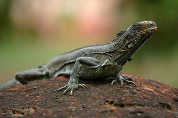 iguane ile royale