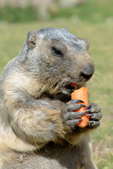 marmotte