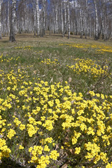 spring landscape with yellow flowers