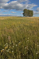 vertical summer landscape with field, road, trees, sky, clouds a