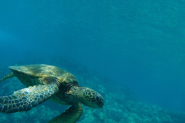 tropical underwater scene - sea turtle