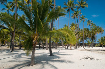 Fototapeta na wymiar palmy na plaży
