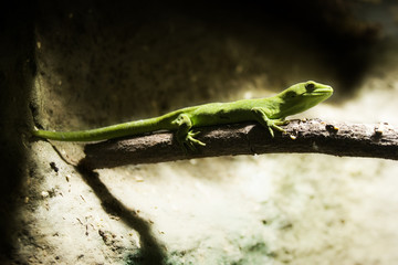 gecko 02