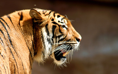 tigers profile