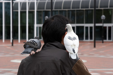 man and pigeons