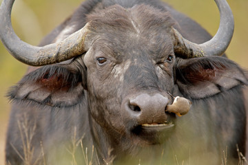 african buffalo