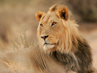Fototapeta na wymiar duży samiec lwa