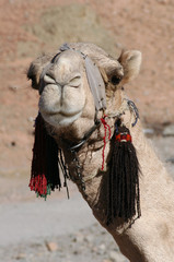 arabian camel
