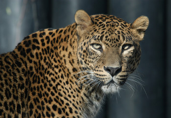 ceylon leopard