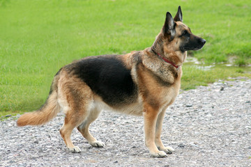 german shepherd dog