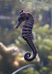 sea horse © Vladimir Wrangel